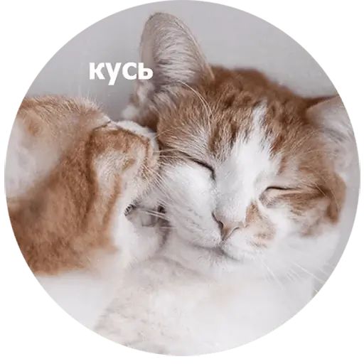 Стикер «Кусь-12»