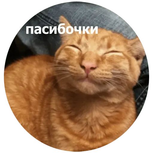 Стикер «Кусь-3»
