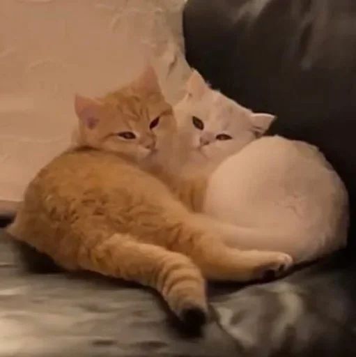 Стикер «Котики-4»
