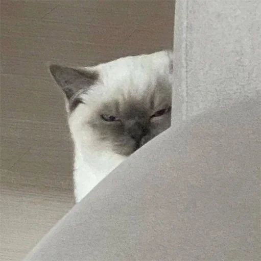 Стикер «Котики-8»