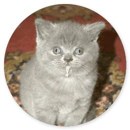 Сломанная кошка