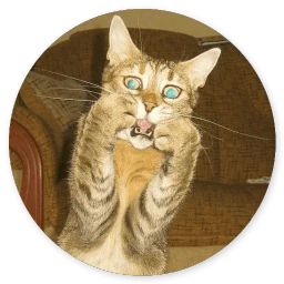 Сломанная кошка