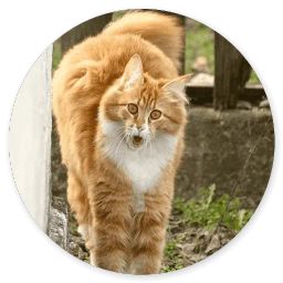 Сломанная кошка