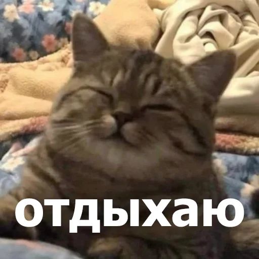 Стикер «Забавные животные 4-10»
