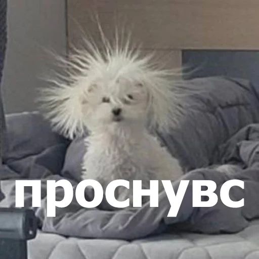 Стикер «Забавные животные 4-11»