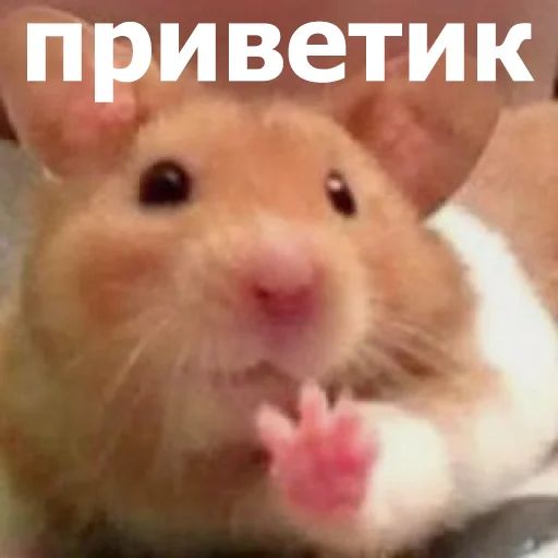 Стикер «Забавные животные 4-12»