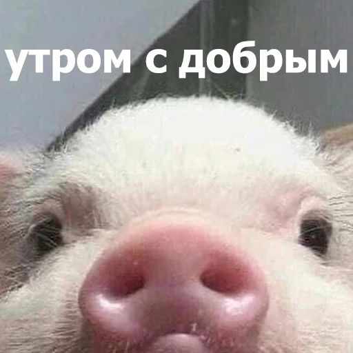 Стикер «Забавные животные 4-4»