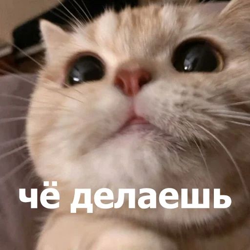 Стикер «Забавные животные 4-5»