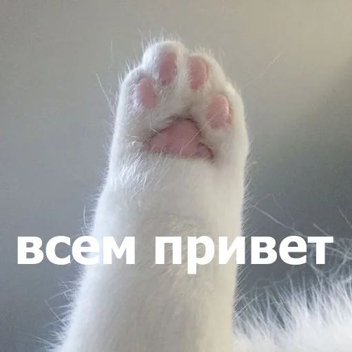 Стикер «Забавные животные 4-7»