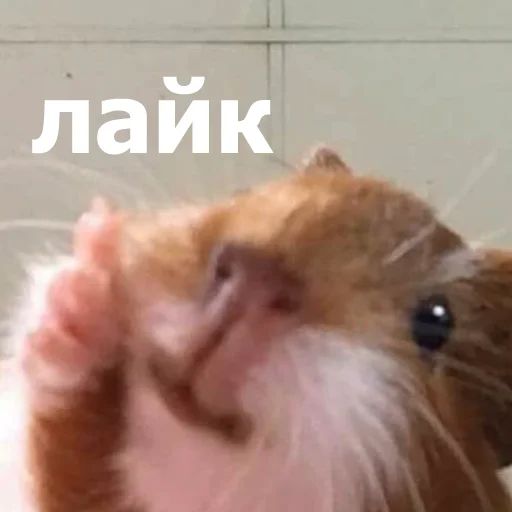 Стикер «Забавные животные 4-8»